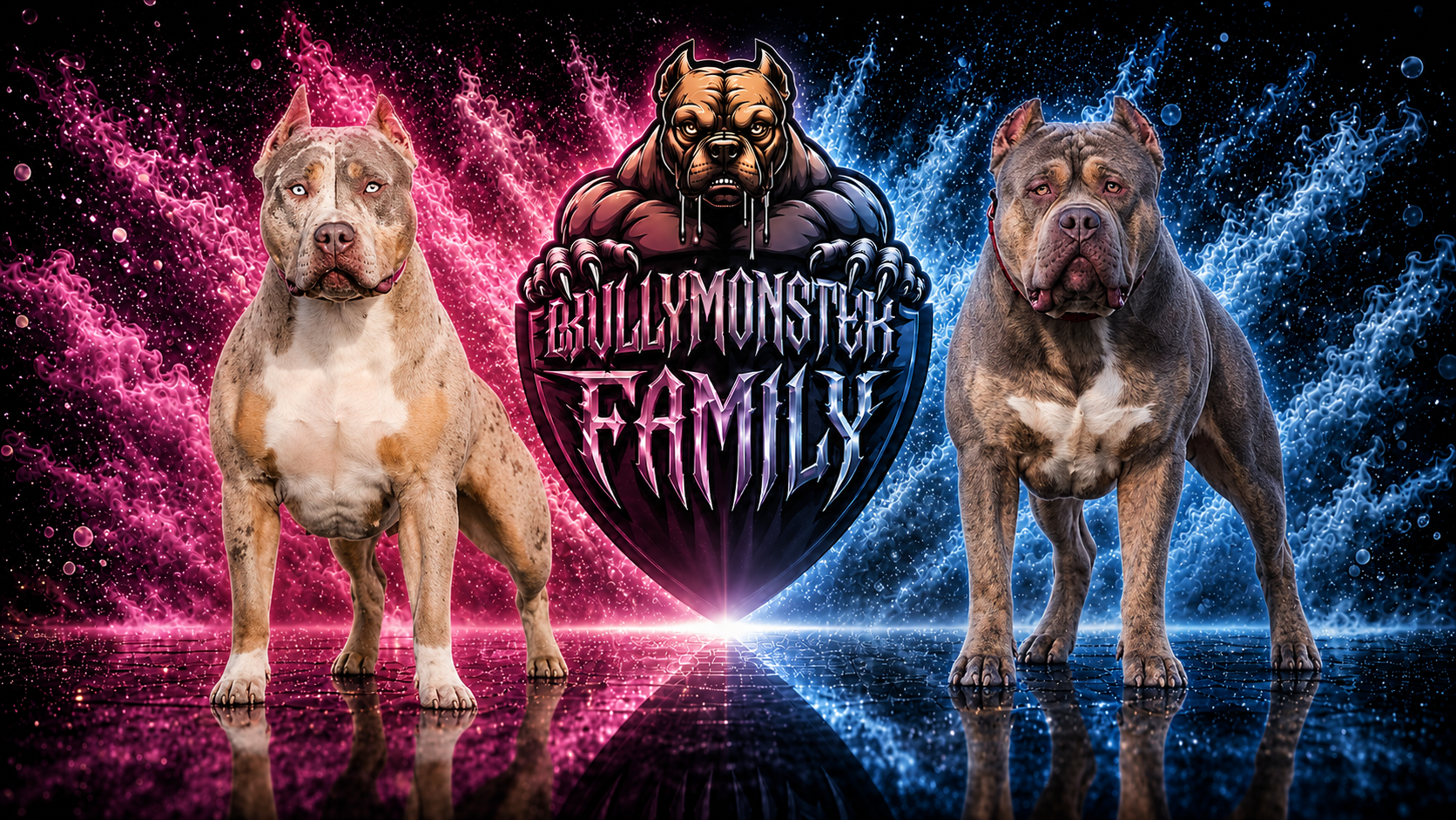 Découvrez nos chiens Bully Monster Family